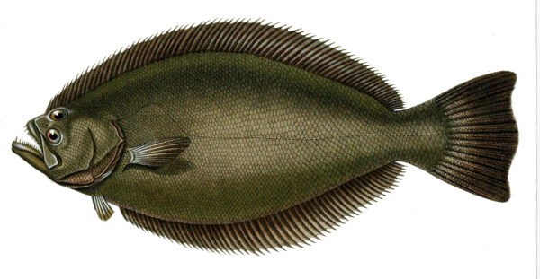 Paralichthys orbignyanus (Paralichthys orbignyanus) |commons:File:Paralichthys orbignyanus.jpg