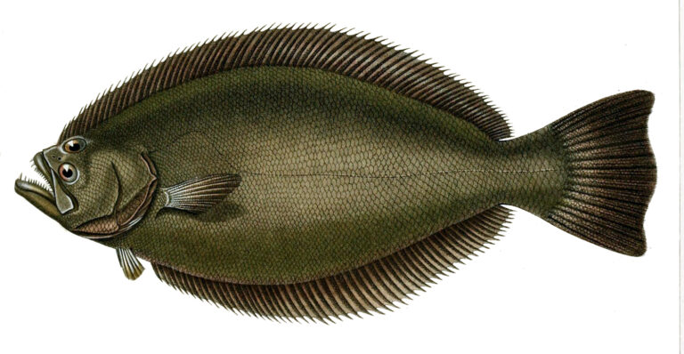 Paralichthys orbignyanus (Paralichthys orbignyanus) |commons:File:Paralichthys orbignyanus.jpg