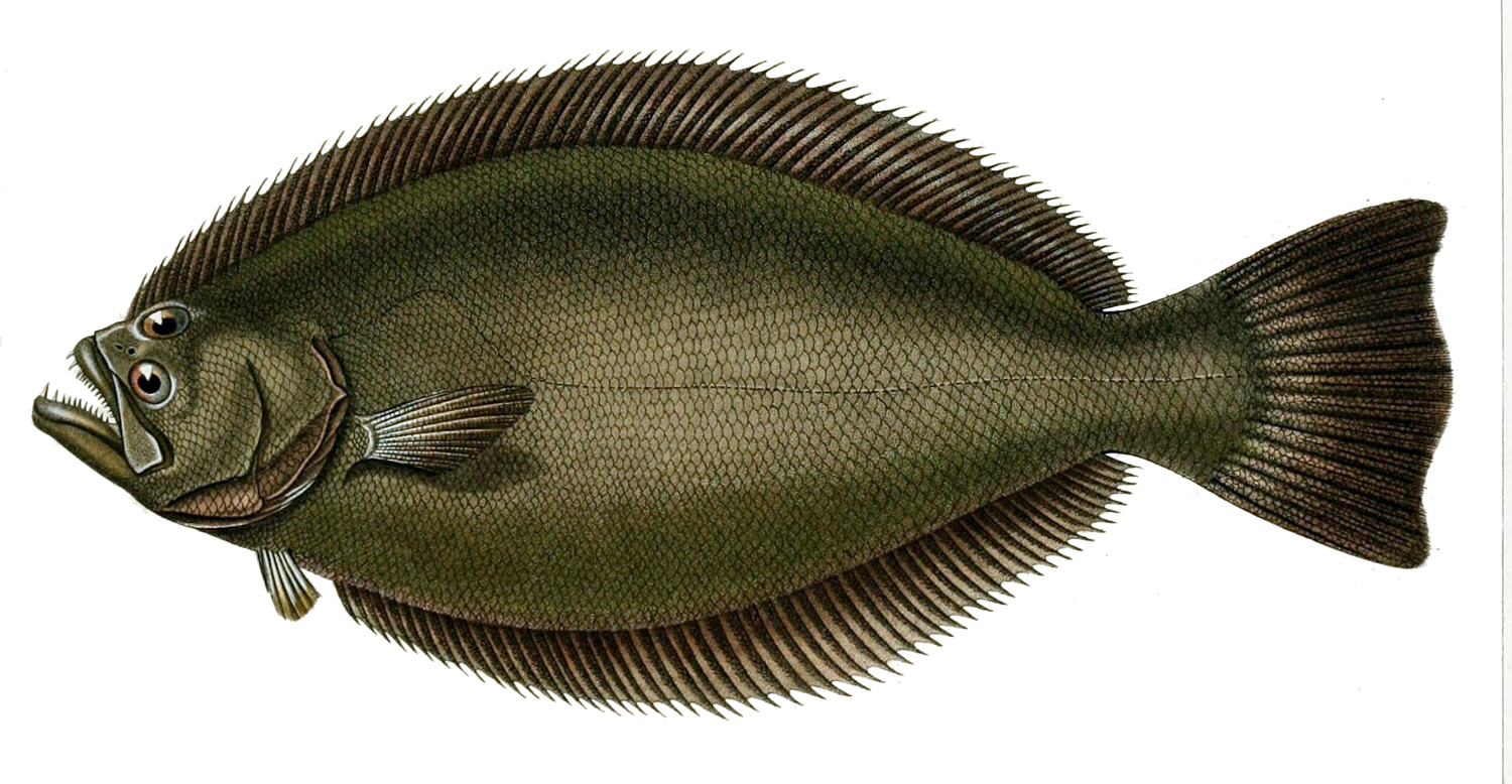 Paralichthys orbignyanus (Paralichthys orbignyanus) |commons:File:Paralichthys orbignyanus.jpg