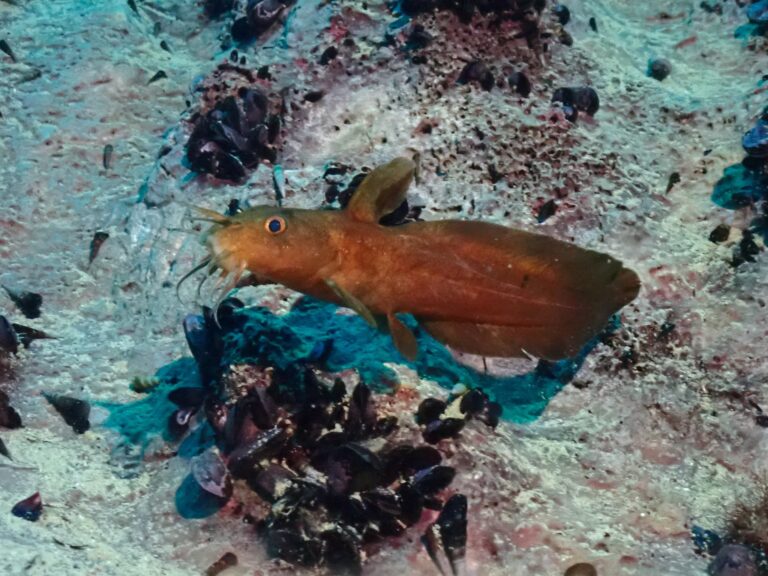 Paraplotosus albilabris (Paraplotosus albilabris) |commons:File:Paraplotosus albilabris.jpg