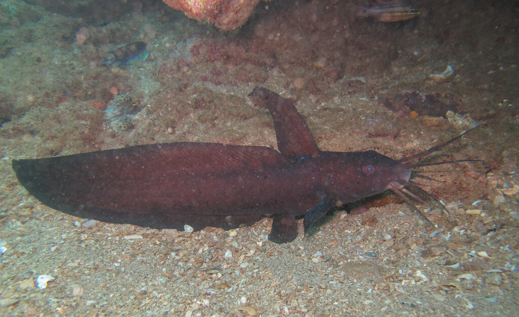 Paraplotosus butleri (Paraplotosus butleri) |commons:File:Paraplotosus butleri.jpg