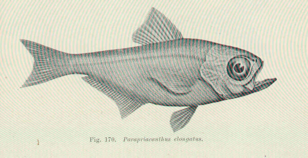 Parapriacanthus elongatus (Parapriacanthus elongatus) |commons:File:FMIB 45674 Parapriacanthus elongatus.jpeg