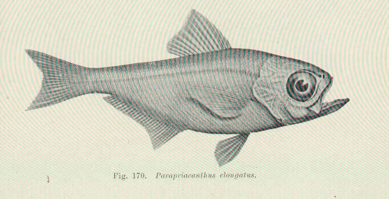Parapriacanthus elongatus (Parapriacanthus elongatus) |commons:File:FMIB 45674 Parapriacanthus elongatus.jpeg