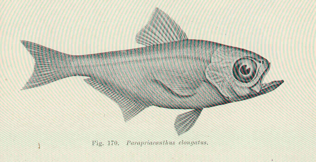 Parapriacanthus elongatus (Parapriacanthus elongatus) |commons:File:FMIB 45674 Parapriacanthus elongatus.jpeg