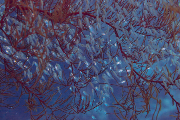 Parapriacanthus guentheri (Parapriacanthus guentheri) |commons:File:Grupo de barrenderos (Parapriacanthus guentheri), mar Rojo, Egipto, 2023-04-15, DD 64.jpg