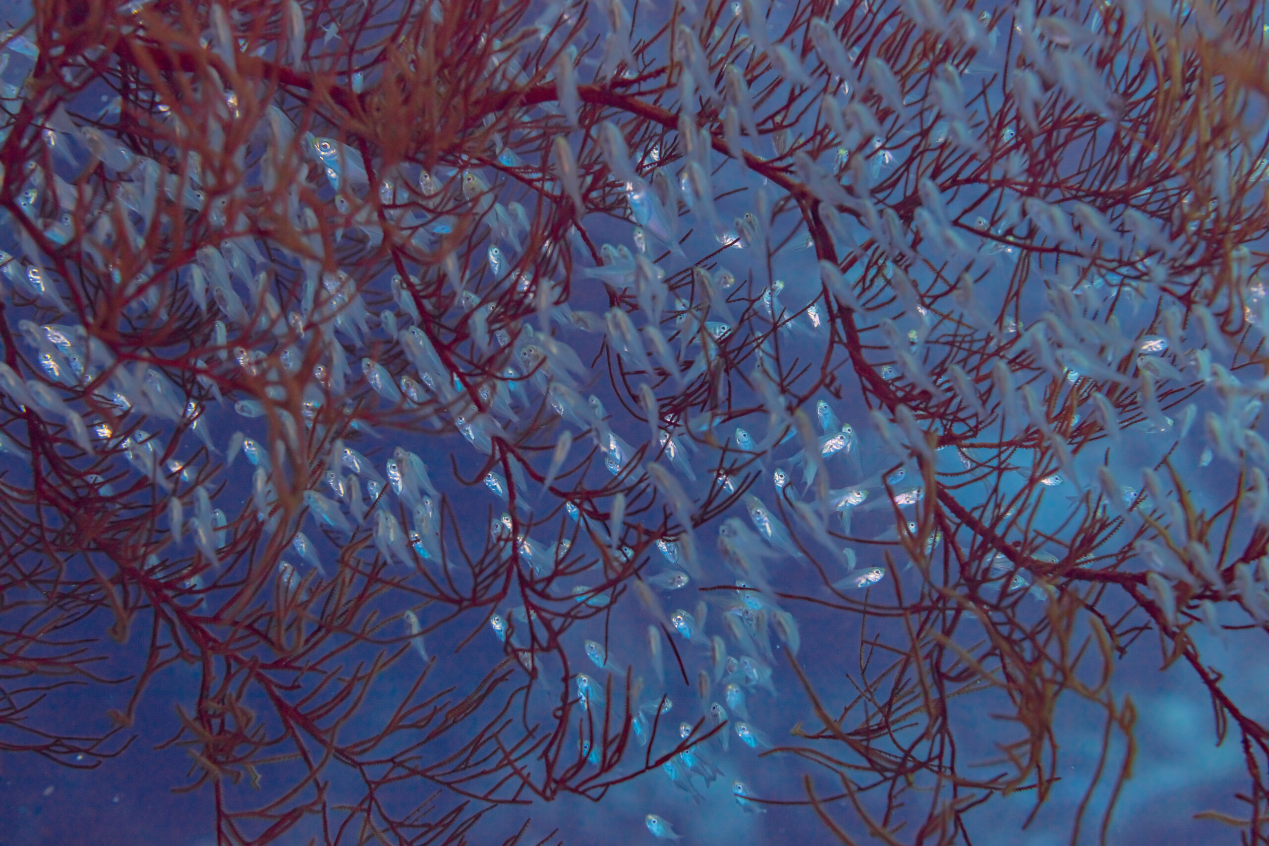 Parapriacanthus guentheri (Parapriacanthus guentheri) |commons:File:Grupo de barrenderos (Parapriacanthus guentheri), mar Rojo, Egipto, 2023-04-15, DD 64.jpg