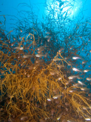 Parapriacanthus ransonneti (Parapriacanthus ransonneti) |commons:File:Parapriacanthus ransonneti (Golden sweepers) in Junccella sp. (Whip coral).jpg