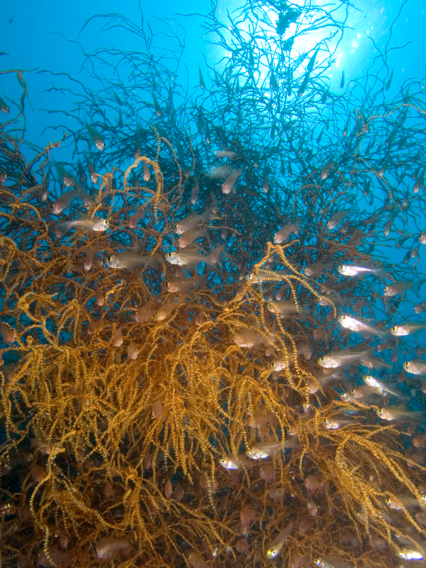 Parapriacanthus ransonneti (Parapriacanthus ransonneti) |commons:File:Parapriacanthus ransonneti (Golden sweepers) in Junccella sp. (Whip coral).jpg
