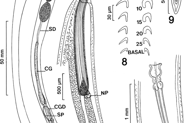 Pararhadinorhynchus magnus Pararhadinorhynchus magnus