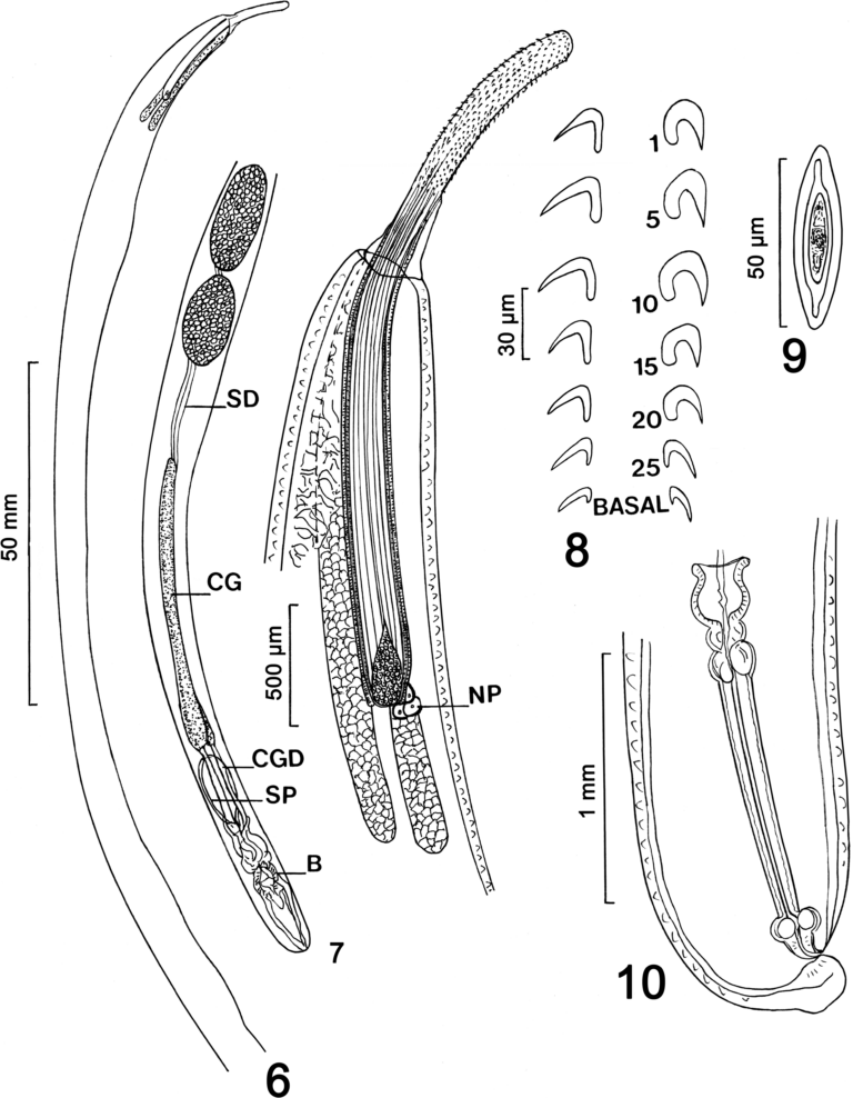 Pararhadinorhynchus magnus Pararhadinorhynchus magnus
