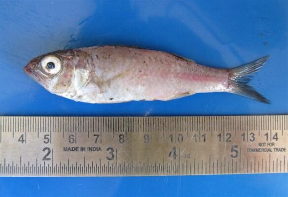 Parascombrops philippinensis (Parascombrops philippinensis) |commons:File:Parascombrops philippinensis.jpg