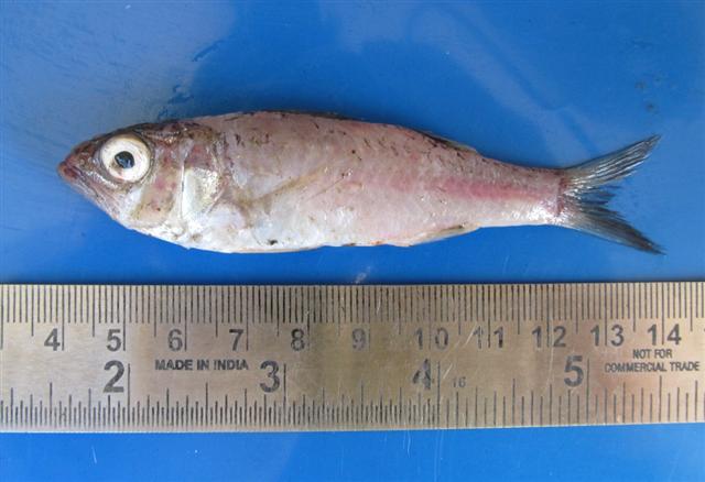 Parascombrops philippinensis (Parascombrops philippinensis) |commons:File:Parascombrops philippinensis.jpg