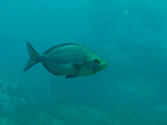 Parascorpis typus (Parascorpis typus) |commons:File:Parascorpis typus.jpg