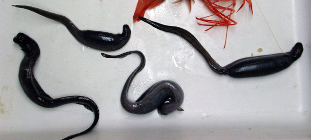 Parasitic Eel (Simenchelys parasitica) |commons:File:Simenchelys parasitica.jpg