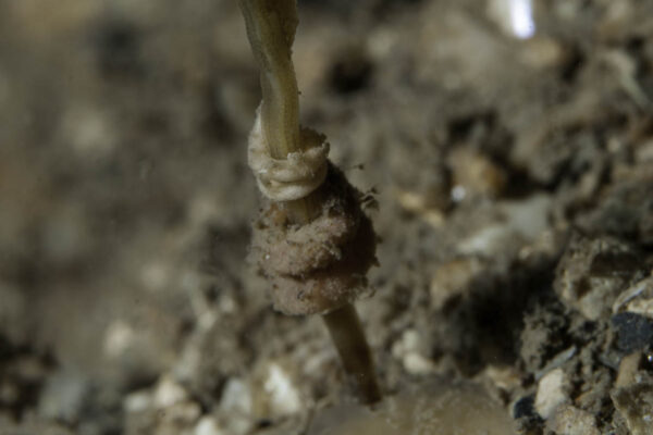 parasitic solenogaster Rhopalomenia aglaopheniae