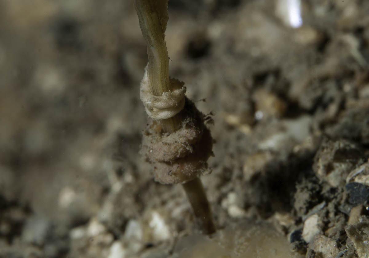 parasitic solenogaster Rhopalomenia aglaopheniae