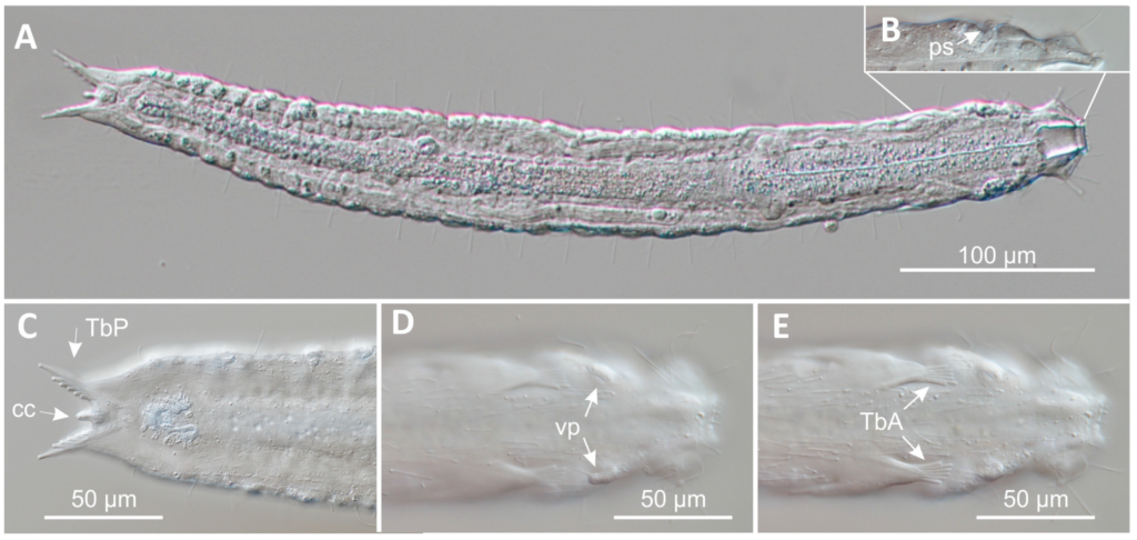 Paraturbanella teissieri Paraturbanella teissieri