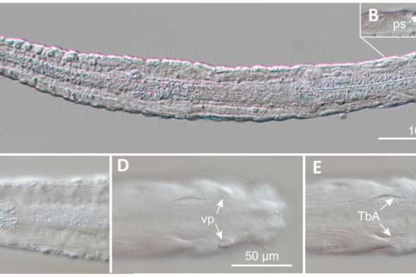 Paraturbanella teissieri Paraturbanella teissieri