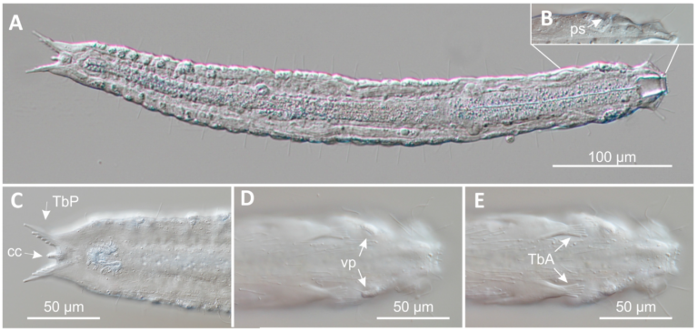 Paraturbanella teissieri Paraturbanella teissieri