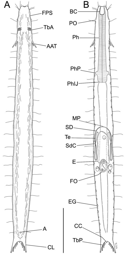 Paraturbanella xaymacana Paraturbanella xaymacana