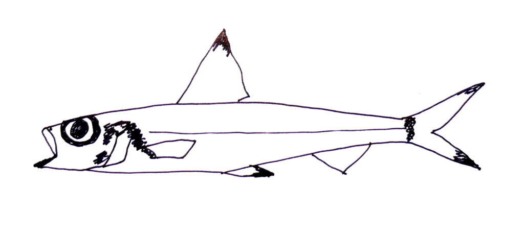 Paraulopus nigripinnis (Paraulopus nigripinnis) |commons:File:Paraulopus nigripinnis.jpg