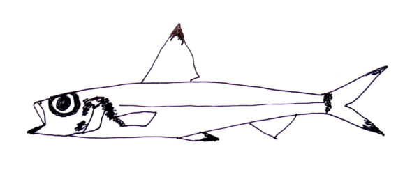 Paraulopus nigripinnis (Paraulopus nigripinnis) |commons:File:Paraulopus nigripinnis.jpg