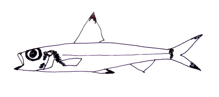 Paraulopus nigripinnis (Paraulopus nigripinnis) |commons:File:Paraulopus nigripinnis.jpg