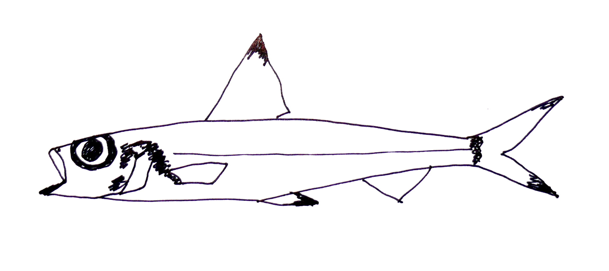 Paraulopus nigripinnis (Paraulopus nigripinnis) |commons:File:Paraulopus nigripinnis.jpg