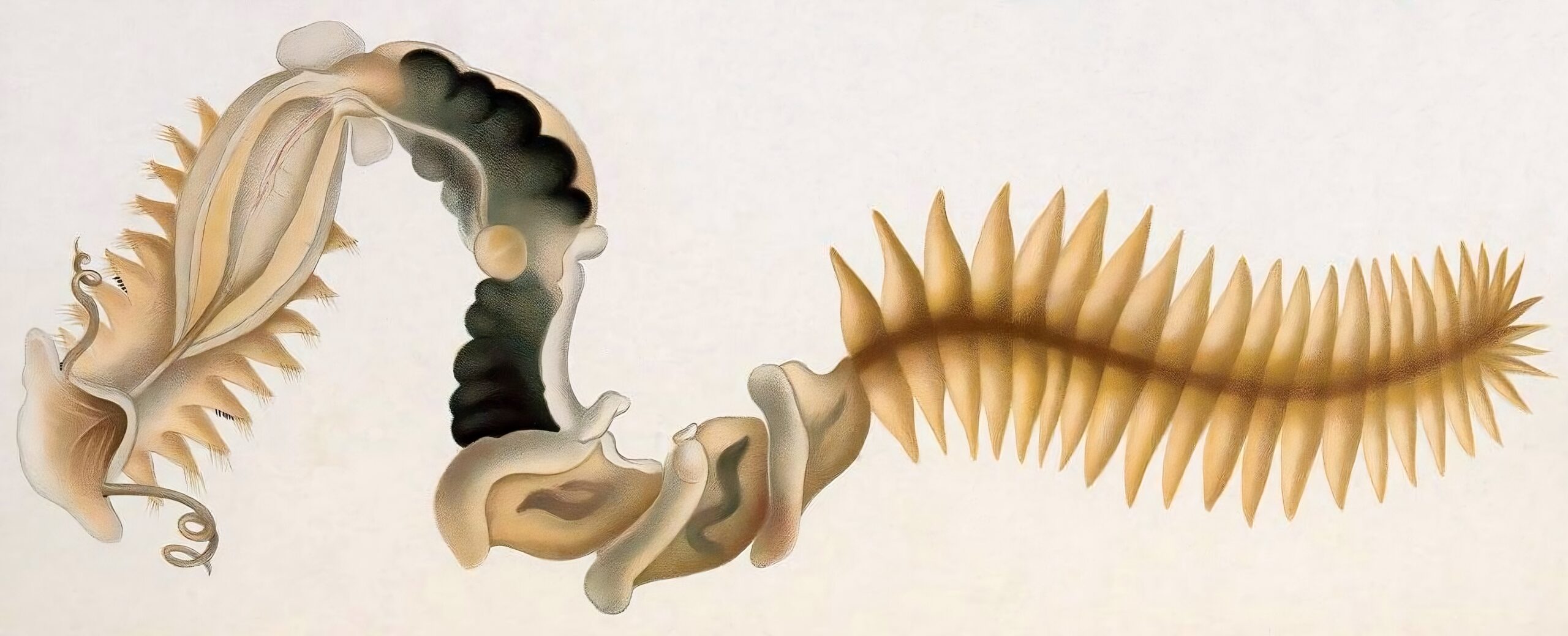parchment tubeworm / tube worm Chaetopterus variopedatus