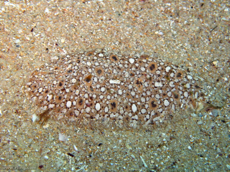 Pardachirus hedleyi (Pardachirus hedleyi) |commons:File:Pardachirus hedleyi.jpg