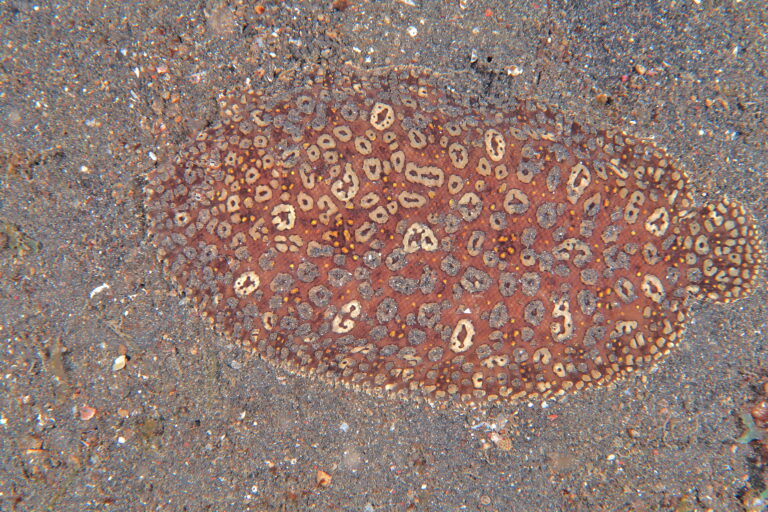 Pardachirus pavoninus (Pardachirus pavoninus) |commons:File:Pardachirus pavoninus.jpg