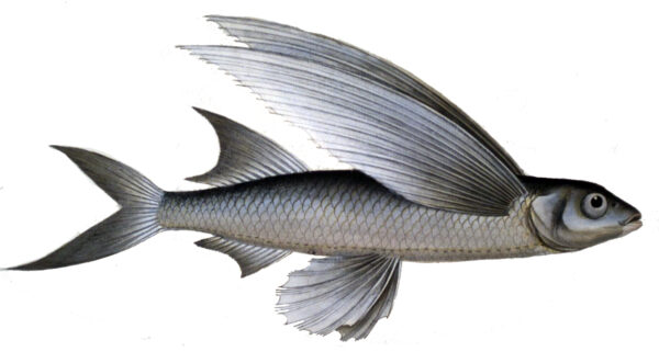 Parexocoetus hillianus (Parexocoetus hillianus) |commons:File:Parexocoetus hillianus.jpg
