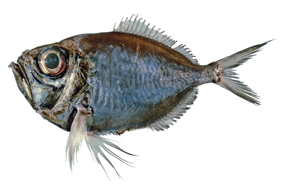 Parin's Discfish (Diretmichthys parini) |commons:File:Diretmichthys parini.jpg