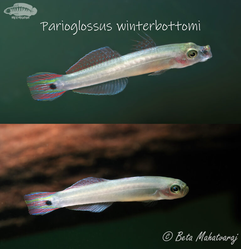 Parioglossus winterbottomi (Parioglossus winterbottomi) |commons:File:Parioglossus winterbottomi.jpg
