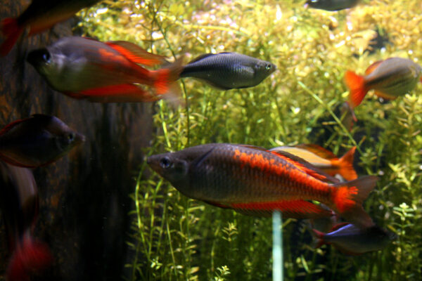 Parkinson's Rainbowfish (Melanotaenia parkinsoni) |commons:File:Melanotaenia parkinsoni.jpg