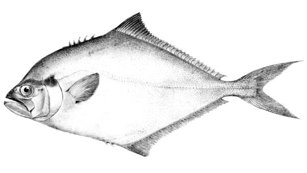 Parona signata (Parona signata) |commons:File:Parona signata.jpg