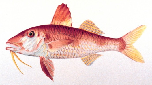 Parupeneus chrysonemus (Parupeneus chrysonemus) |commons:File:Parupeneus chrysonemus.jpg