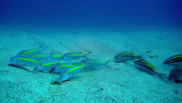 Parupeneus chrysopleuron (Parupeneus chrysopleuron) |commons:File:Yellow striped goatfish ( Parupeneus chrysopleuron ).jpg