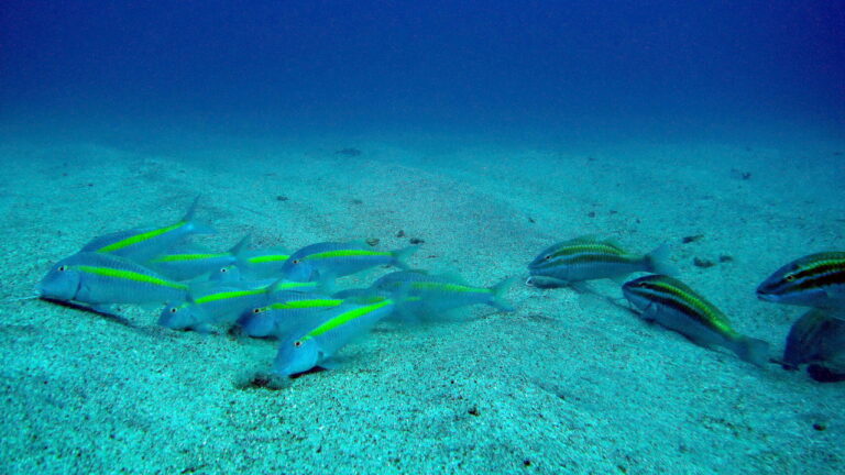 Parupeneus chrysopleuron (Parupeneus chrysopleuron) |commons:File:Yellow striped goatfish ( Parupeneus chrysopleuron ).jpg