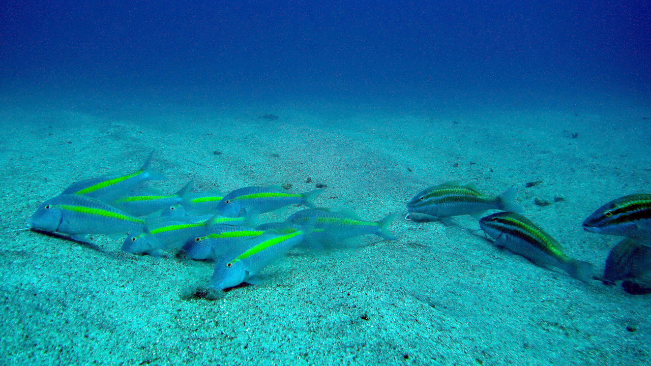 Parupeneus chrysopleuron (Parupeneus chrysopleuron) |commons:File:Yellow striped goatfish ( Parupeneus chrysopleuron ).jpg