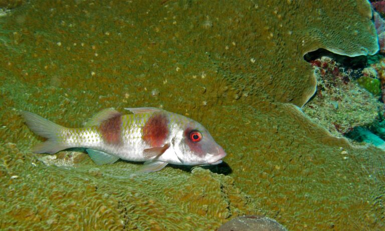 Parupeneus crassilabris (Parupeneus crassilabris) |commons:File:Double-bar Goatfish (Parupeneus crassilabris) (6056543376).jpg