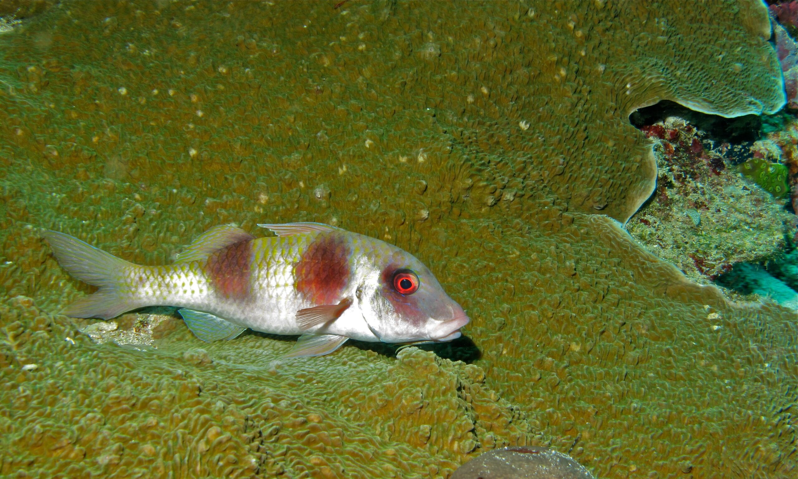 Parupeneus crassilabris (Parupeneus crassilabris) |commons:File:Double-bar Goatfish (Parupeneus crassilabris) (6056543376).jpg