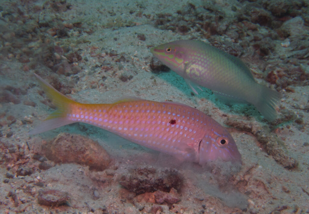 Parupeneus heptacantha (Parupeneus heptacantha) |commons:File:Parupeneus heptacantha 325008302.jpg