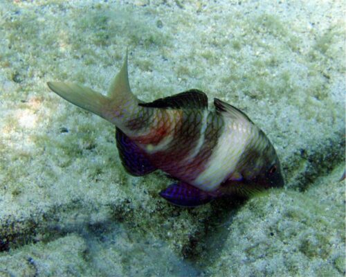 Parupeneus insularis (Parupeneus insularis) |commons:File:Parupeneus insularis.jpg