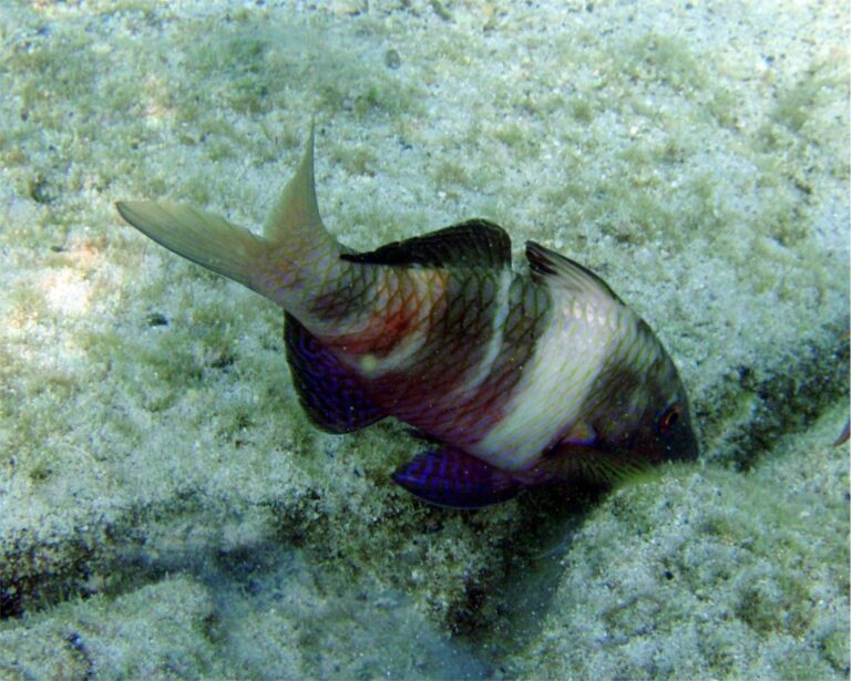 Parupeneus insularis (Parupeneus insularis) |commons:File:Parupeneus insularis.jpg