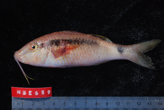 Parupeneus macronemus (Parupeneus macronemus) |commons:File:Parupeneus macronemus.jpg