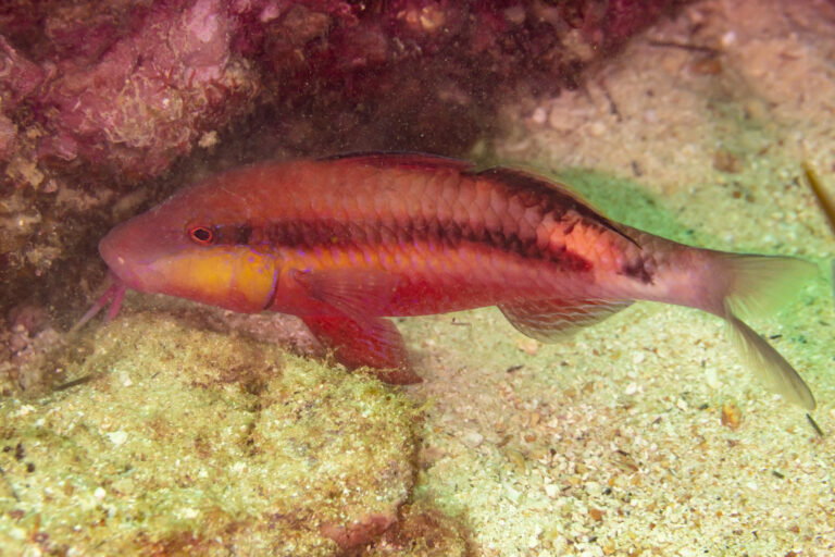 Parupeneus margaritatus (Parupeneus margaritatus) |commons:File:Múlido (Parupeneus margaritatus), islas Ad Dimaniyat, Omán, 2024-08-13, DD 21.jpg