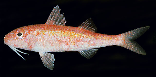 Parupeneus minys (Parupeneus minys) |commons:File:Parupeneus minys Seychelles.jpg