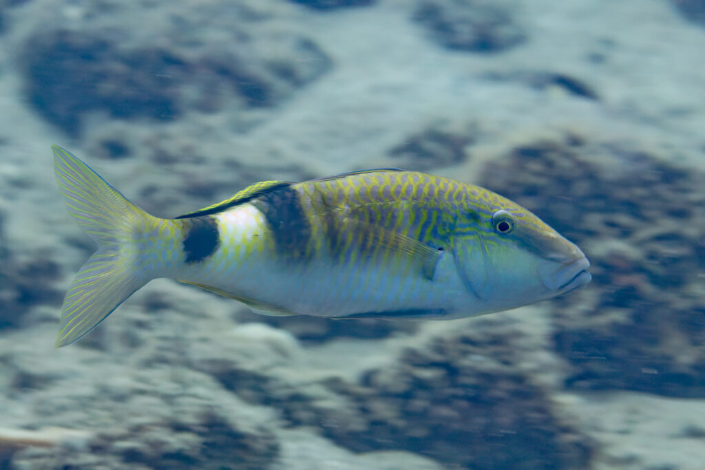 Parupeneus multifasciatus (Parupeneus multifasciatus) |commons:File:Chivo bandeado (Parupeneus multifasciatus), Anilao, Filipinas, 2023-08-24, DD 103.jpg