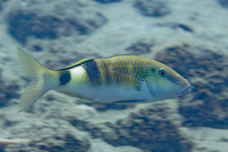 Parupeneus multifasciatus (Parupeneus multifasciatus) |commons:File:Chivo bandeado (Parupeneus multifasciatus), Anilao, Filipinas, 2023-08-24, DD 103.jpg